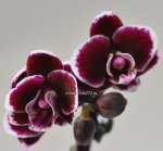 Орхидея Phalaenopsis  mini