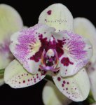 Орхидея Phalaenopsis Fata Morgana