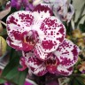 Орхидея Phalaenopsis Bohemian Mondriaan (отцвел)