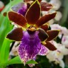 Орхидея Zygopetalum (отцвел)