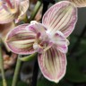Орхидея Phalaenopsis Torino peloric (отцвел)