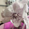 Орхидея Phalaenopsis Big Lip                   