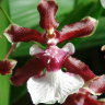 Орхидея Oncidium Sharry Baby (отцвёл)