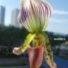 Орхидея Paphiopedilum callosum (отцвел)
