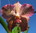 Орхидея Ascocenda Lena Kamolphun x Ascda Kultana Jems (отцвела)