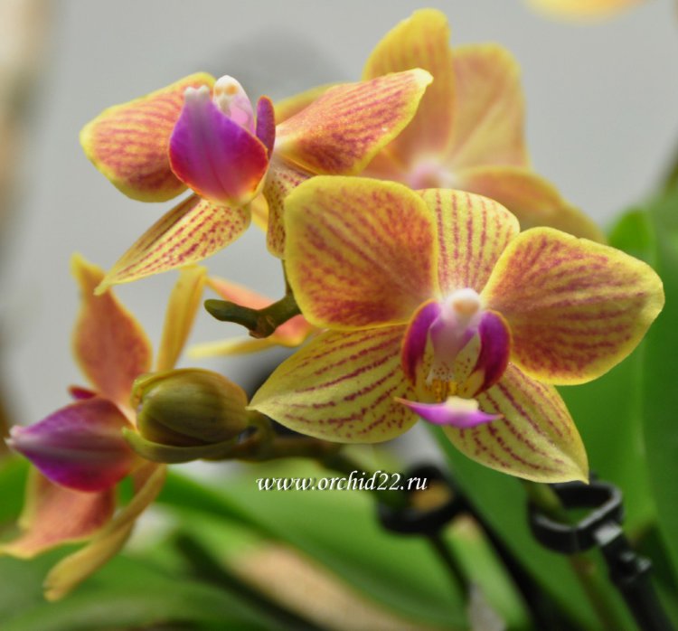 Орхидея Phalaenopsis Indy, mini (отцвёл)