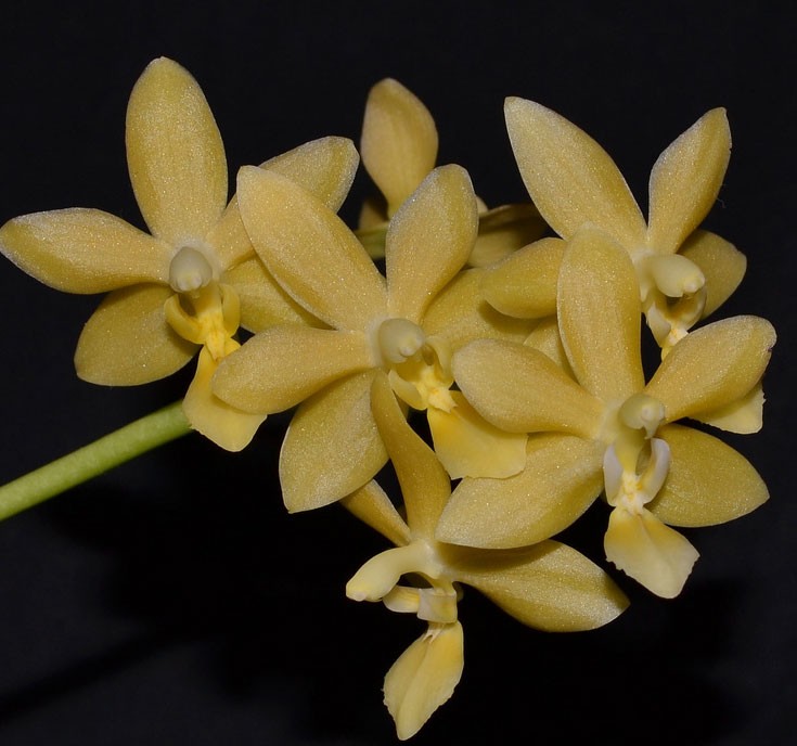 Орхидея Phalaenopsis Stone Dance (еще не цвел)