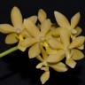 Орхидея Phalaenopsis Stone Dance (еще не цвел)