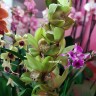 Орхидея Cymbidium, midi (отцвел)