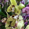 Орхидея Phalaenopsis  Pescara