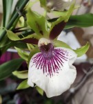 Орхидея Zygopetalum hybrid 