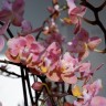 Орхидея Phal. Perfume Oriental peloric, multiflora   