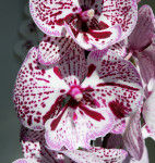 Орхидея Phalaenopsis Big Lip (отцвёл)   