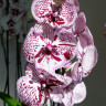 Орхидея Phalaenopsis Big Lip (отцвёл)   