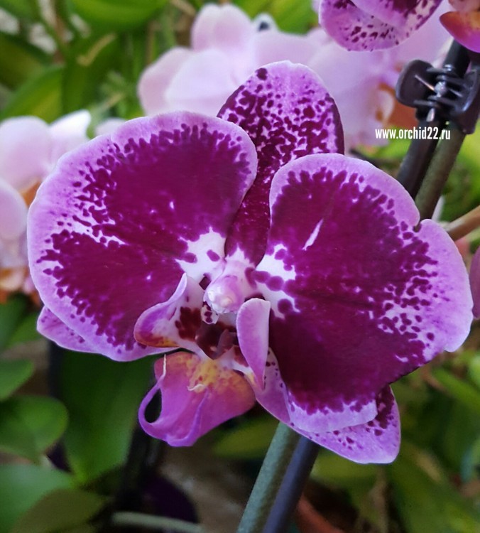 Орхидея Phalaenopsis Da Vinci (отцвел)