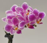 Орхидея Phalaenopsis,  mini