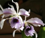 Орхидея Laeliocattleya C G Roebling 'Blue Indigo' (отцвела)