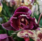 Орхидея Phalaenopsis Stone Rose peloric