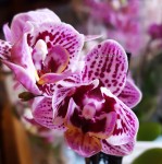 Орхидея Phalaenopsis, mini (отцвёл)