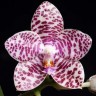 Орхидея Phalaenopsis Brother Glory 'LF' (еще не цвел) 