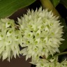 Орхидея Dendrobium capituliflorum (отцвёл) 