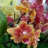 Орхидея Phalaenopsis mini (отцвел)   