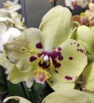 Орхидея Phalaenopsis Pescara (отцвел)