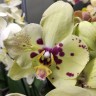 Орхидея Phalaenopsis Pescara (отцвел)