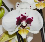 Орхидея Phalaenopsis Lianher Glory (отцвёл)