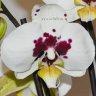 Орхидея Phalaenopsis Lianher Glory (отцвёл)