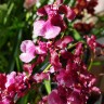 Орхидея Oncidium Sharry Baby 'Red Fantasy' (отцвёл)