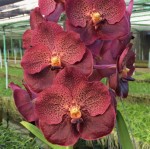 Орхидея Vanda Dark Brown (сеянцы)    