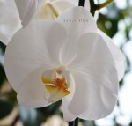 Орхидея Phalaenopsis White Swan (отцвел)