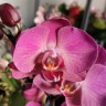 Орхидея Phalaenopsis, midi  