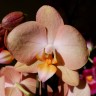 Орхидея Phalaenopsis Prosecco, midi (отцвел)
