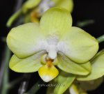 Орхидея Phalaenopsis Amadeus, multiflora