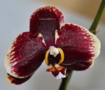 Орхидея Phalaenopsis Doctor Brown