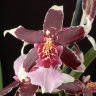 Орхидея Beallara Eurostar Holm (отцвела)