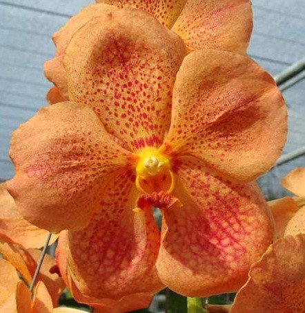 Орхидея Vanda Orange (сеянцы)     