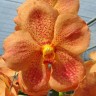 Орхидея Vanda Orange (сеянцы)     