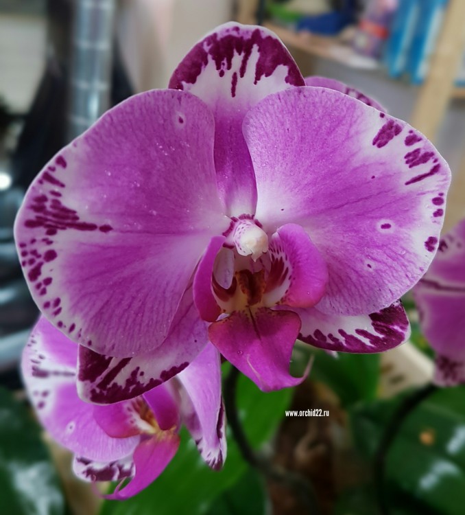 Орхидея Phalaenopsis Pearl Beauty (variegata)   