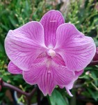Орхидея Phalaenopsis Big Lip