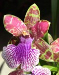 Орхидея Zygopetalum hybrid  