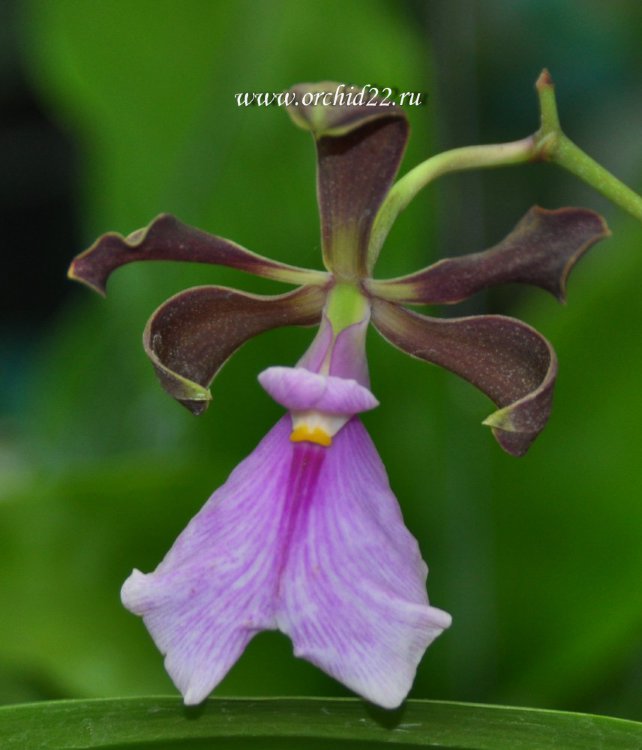 Орхидея Encyclia cordigera (отцвела)