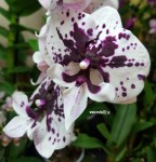 Орхидея Phalaenopsis JC Maria Mar, Big Lip