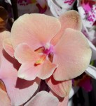 Орхидея Phal. Autumn Wind, Big Lip (цветет, РЕАНИМАШКА)