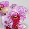Орхидея Phalaenopsis Carnaval, multiflora (отцвёл)