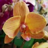 Орхидея Phalaenopsis Queen Nina 
