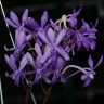 Орхидея Neofinetia falcata hybrid (отцвела) 