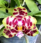 Орхидея  Phalaenopsis Miro Hime  